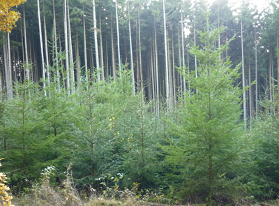 c&iacute;len&eacute; vkl&aacute;d&aacute;n&iacute; obnovn&iacute;ch prvků &ndash; pruhů dřevin MZD, na obr&aacute;zku po odcloněn&iacute; (foto archiv LS)